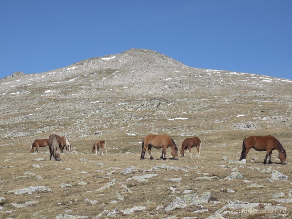 Caballos camino de la cima del Puigpedrós, dicho pico al fondo